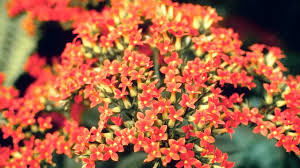 They simply need to be put in a spot where they get adequate sunlight and watered as needed. How To Grow Flowers In The Winter At Home With P Allen Smith Youtube