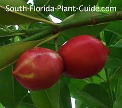 Better care means better trees all trees and plants you purchase from pepe's are inoculated with mycorrhizal fungi in the containers soil. Kopsia Tree