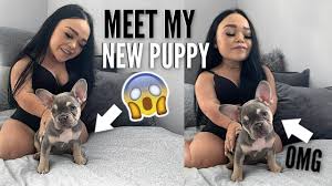 French bulldog breeders in australia and new zealand. Meet My New Puppy 11 Week Old French Bulldog Youtube