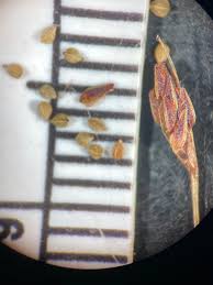 Image result for Bulbostylis sp.no.4