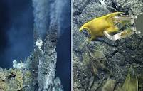 These deep-sea skates use hydrothermal vents as egg incubators ...