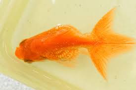 How To Treat Goldfish Ich In 7 Steps Disease Control