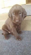 If you are searching a puppy for yourself near you then you are at right place. Puppyfinder Com Pudel Pointer Puppies Puppies For Sale And Pudel Pointer Dogs For Adoption Around The World Page 1 Displays 10