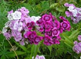 Pin On How Does Your Garden Grow