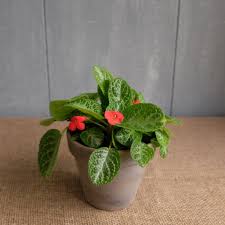Image result for episcia