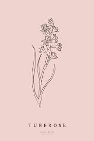 Fragrance Botanicals 30 Designs Floral Drawing Botanical Botanical Illustration