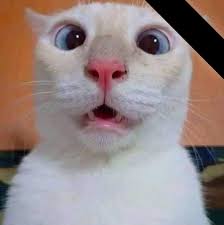 Beautiful cat picture and potential spam post discussion