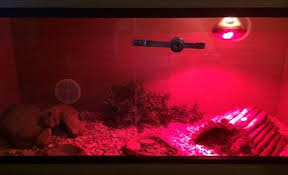 Do Bearded Dragons Have Good Vision? Color & Darkness