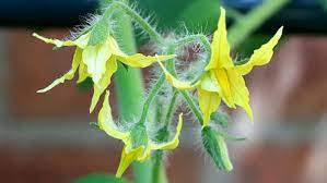 This is the male part of the flower. Help Pollinate Your Tomato Plants Finegardening
