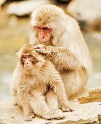 Arctic monkeys are an english rock band formed in sheffield in 2002. Japanese Macaque Wikipedia