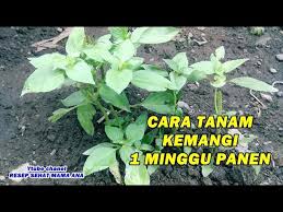 Dalam usaha budidaya menanam jagung dengan teknik apapun tujuannya adalah sama, yaitu berdasarkan morfologinya jenis gulma yang biasanya tumbuh diantara tanaman jagung antara lain sebagai berikut Cara Tercepat Tanam Kemangi 1 Minggu Panen Youtube