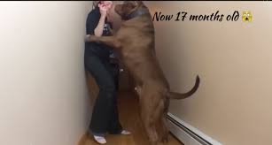 The hulk has become a global phenomenon, he has appeared in music videos, across international media platforms and even his very own tv series. Pit Bull Community Speaks Out About Giant 173 Pound Pit Bull