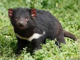 Until recently, it was only found on the island state of tasmania. Tasmanian Devil Facts