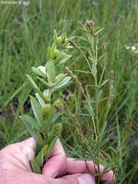 Image result for Buchnera leptostachya