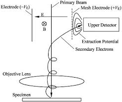 (reproduced with kind permission of springer science and business media from j.i. Scanning Electron Microscopy Springerlink
