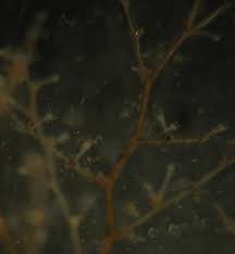 Image result for Vahlia dichotoma