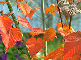 Roter Schlangenhaut-Ahorn - Acer capillipes - Baumschule Horstmann