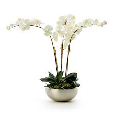 Orchid Arrangement Orchid Flower Arrangements Orchid Arrangements White Orchids