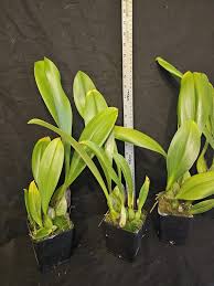 Image result for Bulbophyllum sp. nov
