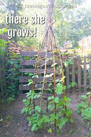 Easy & cheap diy bean trellis for your garden. How To Build A Green Bean Teepee Trellis The Homespun Hydrangea