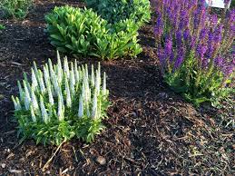 Spicata, including 'glory', which often sold under the trade name 'royal candles'. White Veronica And Purple Salvia May 21 Andrea S Gardening Blog