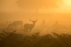 best time to hunt deer best deer hunting times in