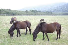 Influence n/a temperament this pony is gentle in nature and very strong and enduring. Tokara Pony Wikipedia