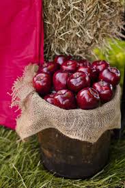 Melusineh Cueillette De Pomme Pomme Rouge Fruits D Automne