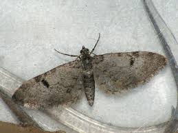 Image result for Eupithecia conterminata
