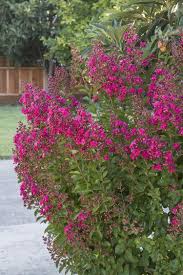 #crepe myrtle #crape myrtle #lagerstroemia #pink blossoms #flowering tree #austin #texas. Tonto Crape Myrtle