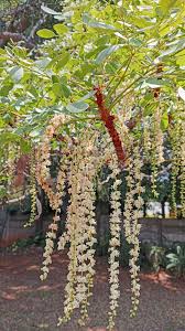 Image result for Burkea africana