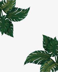 Green Banana Leaf Frame Vector Png Banana Leaf Green Banana Leaves Png Transparent Clipart Image And Psd File For Free Download Ilustrasi Pola Warna Koral Tato Burung Hantu