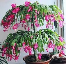 The general care of the christmas cactus directly depends on the phase of the natural cycle that the plant is experiencing however, you do not have to do this on purpose, because it becomes cool outside. How To Grow And Care For Christmas Cactus Hanging Plants Outdoor Plants Christmas Cactus Plant