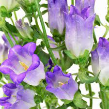 Campanulas Purple Flower Fiftyflowers Com
