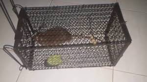 كيفية التخلص من الجرذان بعد صيده و اسهل طريقة لــ صيد الجرذان rat plastic laundry basket box fan laundry basket