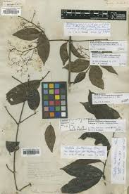 Image result for Hippocratea apocynoides