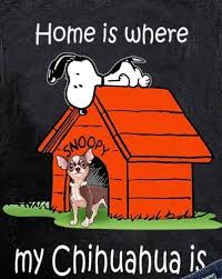 Follow cooper and capo on instagram Pin By Sharon Hall On Chihuahuas Are Great Chihuahua Funny Baby Chihuahua Chihuahua Love