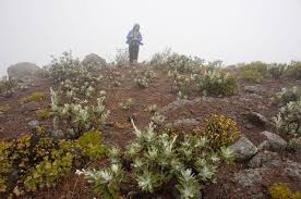 We did not find results for: Santa Cruz Island Native Plants Santa Cruz Island Santa Cruz Island