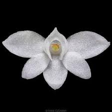 Image result for Angraecum chamaeanthus