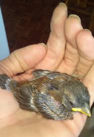 Feeding And Caring For A Cape Sparrow Fledgeling Until Taking To A Rehabilitation Centre Skimming Stones Sula S Blog Sula1968