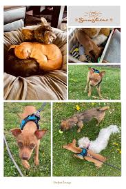 Der hund bleibt bis zur vollständigen zah. Streetdogs Europe Beitrage Facebook