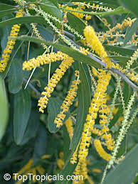Image result for Acacia auriculiformis