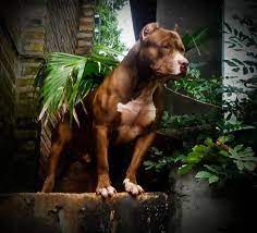 beautiful pitbulls dogs pitbull lover