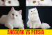 Kucing Anggora Abu