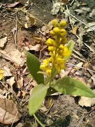 Image result for Acridocarpus chloropterus