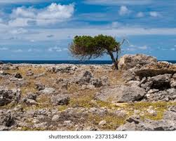 Image result for Libidibia coriaria