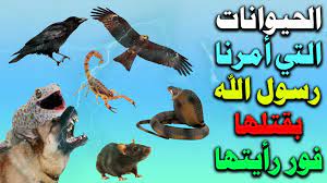 تعرف على الحيوانات التي أمر الرسول بقتلها وما هو سبب ذلك جربها