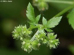 Image result for Sanicula