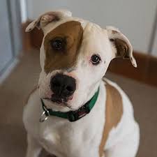 Black And White Pit Bull Terrier Mix Pin On Pit Bull