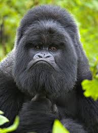 شوف صور جديده صوره حيوان الغوريلا Monday Face Animal Captions Funny Animal Pictures